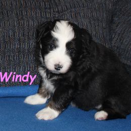 Windy - Black tri female Miniature American Shepherd puppy in Hillsdale, Michigan from Faithwalk Aussies and Mini American Shepherds
