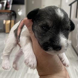 Boy 2 - Parti Miniature Schnauzer puppy in Santa Clarita, California from Santa Clarita’s Miniature Schnauzers