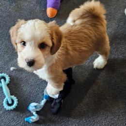Kenji - Gray and white male Tibetan Terrier puppy in Dorena, Oregon from Angel Tibetans Of Oregon
