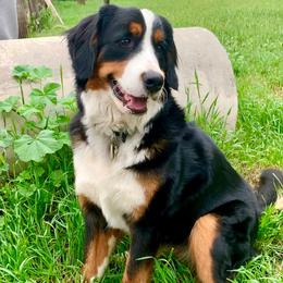 Bernese Mountain Dog All Grown Up from Triple Heart Bernese Mountain Dogs