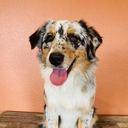 Pyper - Australian Shepherd