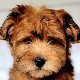 Bernedoodles, Cavapoos, Cockapoos, Goldendoodles, Havapoos, and Poodles from Farquharson's Poodles&Doodles