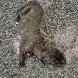 Male 1 - Tiger male Perro de Presa Canario puppy in Pocahontas, Illinois from Cabeza Grande Kennel