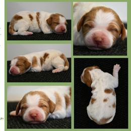 Alfie - Orange roan male Brittany puppy in Hollidaysburg, Pennsylvania from Royal Flush Farms