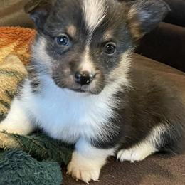 Pembroke Welsh Corgis from Pierson's Pembroke Welsh Corgis