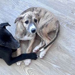 Whippet Puppies from Jody Eller's Whippets