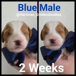 Blue - Parti male Goldendoodle puppy in Upland, California from Hartman Goldendoodles