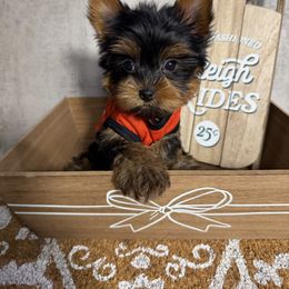 Justin - Black and gold male Yorkshire Terrier puppy in Maple Heights, Ohio from Yorkiesllc