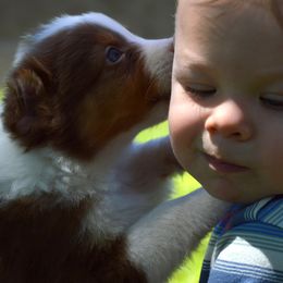 Australian Shepherd, Mastiff, and Miniature American Shepherd Puppies from Ashber Farm