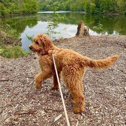 Golden Retriever and Poodle Puppies from Elliott's Elite Puppies