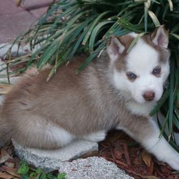 Siberian Husky Puppies from Milly's Showline Pets