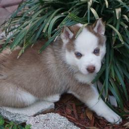 Siberian Husky Puppies from Milly's Showline Pets