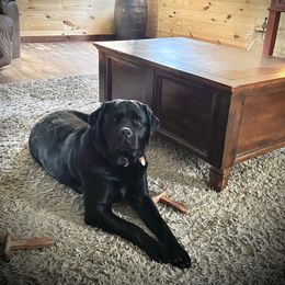 Labrador Retriever Puppies from Remember Me Labrador Retrievers