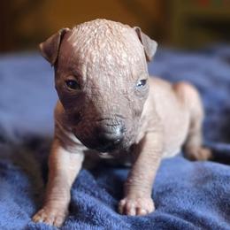 Royalty Reigns Unbreakable Onyx - Bronze male Xoloitzcuintli puppy in Ethridge, Tennessee from Royalty Reigns Xolos