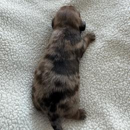 Frank - Dapple male Dachshund puppy in Jarrell, Texas from Blackfoot Dachshunds
