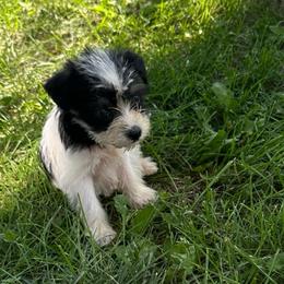 Girl 4 - Parti female Miniature Schnauzer puppy in West Point, Nebraska from Canyon Rose Schnauzers