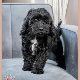 Bondi - Black female Cockapoo puppy in Connersville, Indiana from Deaz Doodle Ranch