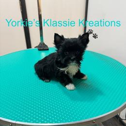 Koda - Parti male Yorkshire Terrier puppy in Dierks, Arkansas from Yorkie’s Klassie Kreations