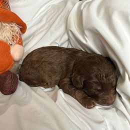 Clark - Red tri male Miniature Australian Shepherd puppy in Edgar Springs, Missouri from Scott’s Aussies LLC