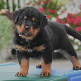 Boy 6 - male Rottweiler puppy in Catawissa, Pennsylvania from Sharp Ridge Rottweilers