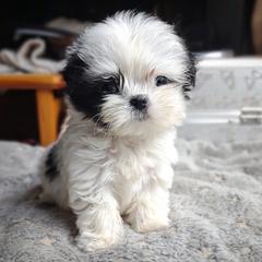 Companion Cross, Havanese, Mal-Shi, Maltese, Maltipoo, Morkie, and Shih Tzu Puppies from Seeking Shalom Acres Maltese, Maltipoos & Havamalts
