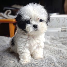 Companion Cross, Havanese, Mal-Shi, Maltese, Maltipoo, Morkie, and Shih Tzu Puppies from Seeking Shalom Acres Maltese, Maltipoos & Havamalts