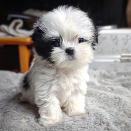 Companion Cross, Havanese, Mal-Shi, Maltese, Maltipoo, Morkie, and Shih Tzu Puppies from Seeking Shalom Acres Maltese, Maltipoos & Havamalts