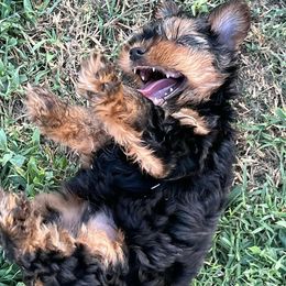 Yorkshire Terriers from Deb's Yorkie Pawz