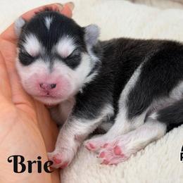 Brie - Black and white female Pomsky puppy in Eastman, Georgia from Once Upon A Pomsky