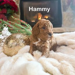 Hammy - Red  male Goldendoodle puppy in Saint George, Utah from Ashlee's Goldendoodles