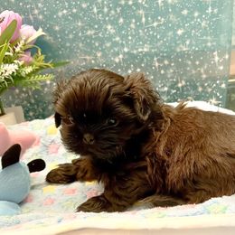Elmo - Red Shih Tzu puppy in Brevard, North Carolina from House of Little Lions