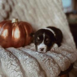 Salem - Black and tan male Pembroke Welsh Corgi puppy in La Porte City, Iowa from Cedar River Corgis