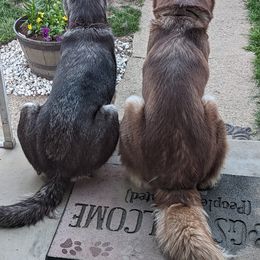 Siberian Husky Puppies from 3 Rivers Siberians(Richard's)