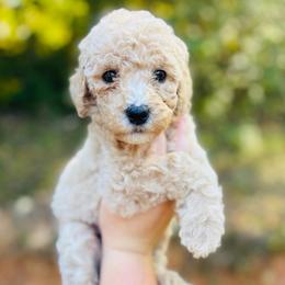 Caramel - Cream female Goldendoodle puppy in Cedartown, Georgia from Loyal Doodles