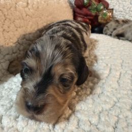 Handsome - Black and cream male Dachshund puppy in Jackson's Gap, Alabama from Lake Martin Doxies
