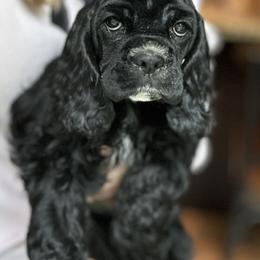 Cocker Spaniel Puppies from Wilkshire Farm