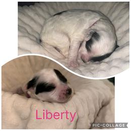 Portuguese Water Dog Puppies from Purely Opal
