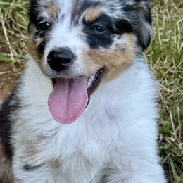 Girl 2 - female Miniature American Shepherd puppy in Brush Prairie, Washington from Hillside haven Farms