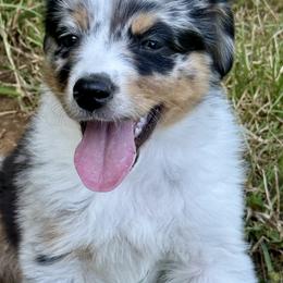 Girl 2 - female Miniature American Shepherd puppy in Brush Prairie, Washington from Hillside haven Farms