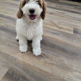 Flounder - Parti male Goldendoodle puppy in Fordland, Missouri from K&K's Puppy Kingdom