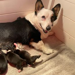 Nickel or Nicky - Pembroke Welsh Corgi