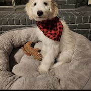 Aussiedoodle and Bordoodle All Grown Up from Calena’s Doodle Pups