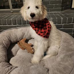 Aussiedoodle and Bordoodle All Grown Up from Calena’s Doodle Pups