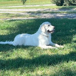 Tehya - Golden Retriever