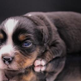 Artemis - Black tri male Miniature Australian Shepherd puppy in Melbourne, Florida from True Spirited Aussies