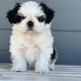 Boy 1 - Black and white male Shih Tzu puppy in Calimesa, California from Little Mountain’s Shih Tzus