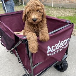 Goldendoodle Puppies from Texas Bella Doodles