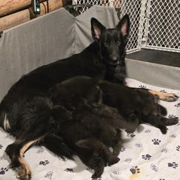Shiloh Shepherd puppies from Stunning Shiloh Shepherds