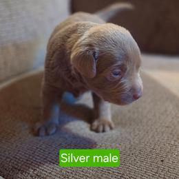 Silver Male - Chocolate male Labrador Retriever puppy in Anderson, Texas from TLS Retrievers