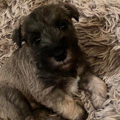 Miniature Schnauzers from Kylie's Miniature Schnauzers